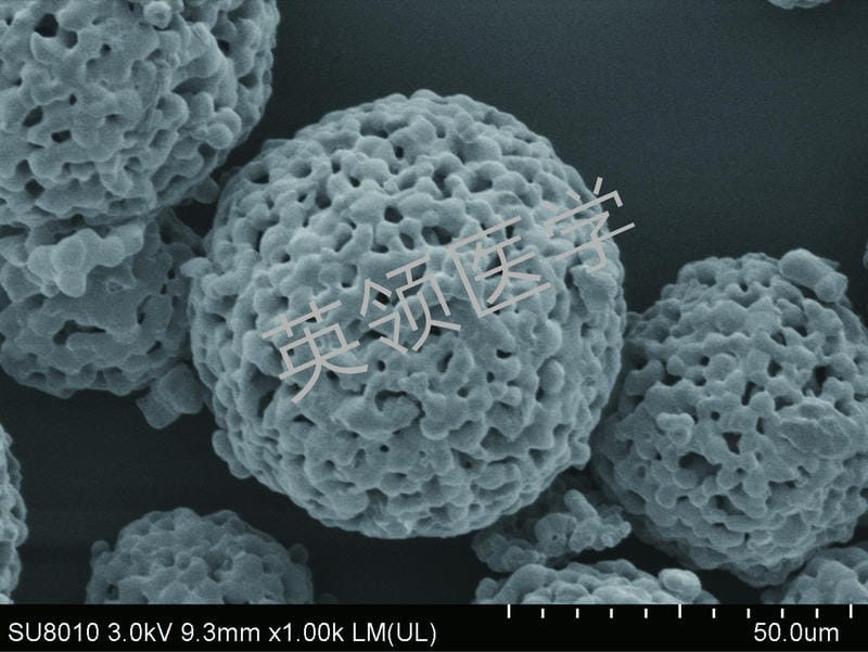 SEM of porous β‑TCP microspheres
